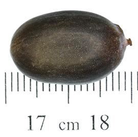   Fruit:   Nelumbo nucifera ; Photo by N. Diaz, USDA APHIS PPQ, imageID.idtools.org
